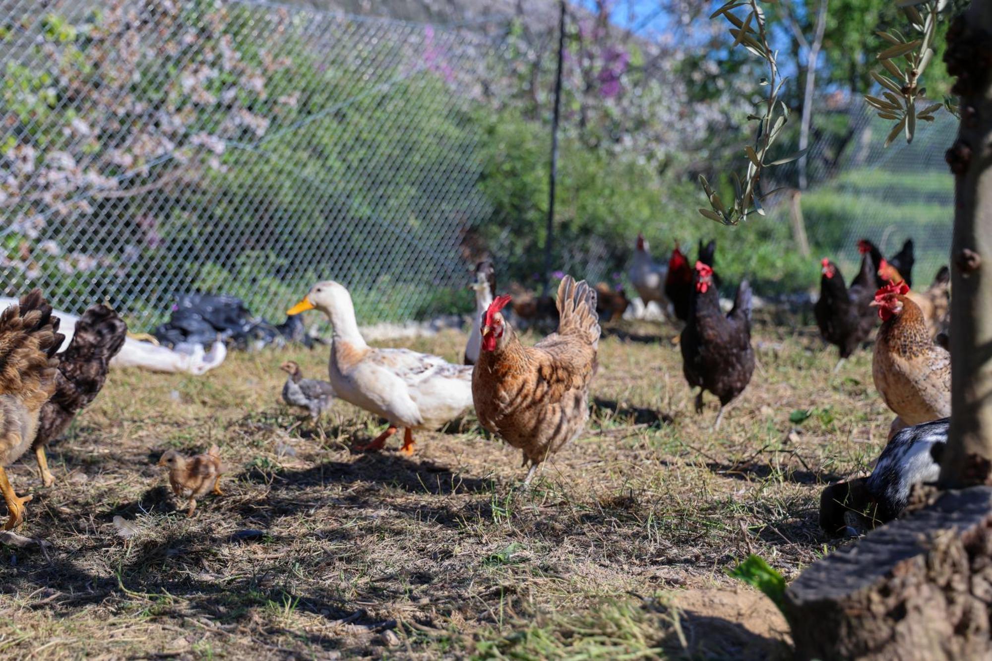 Villa Shpiragu Village Experience بيرات المظهر الخارجي الصورة
