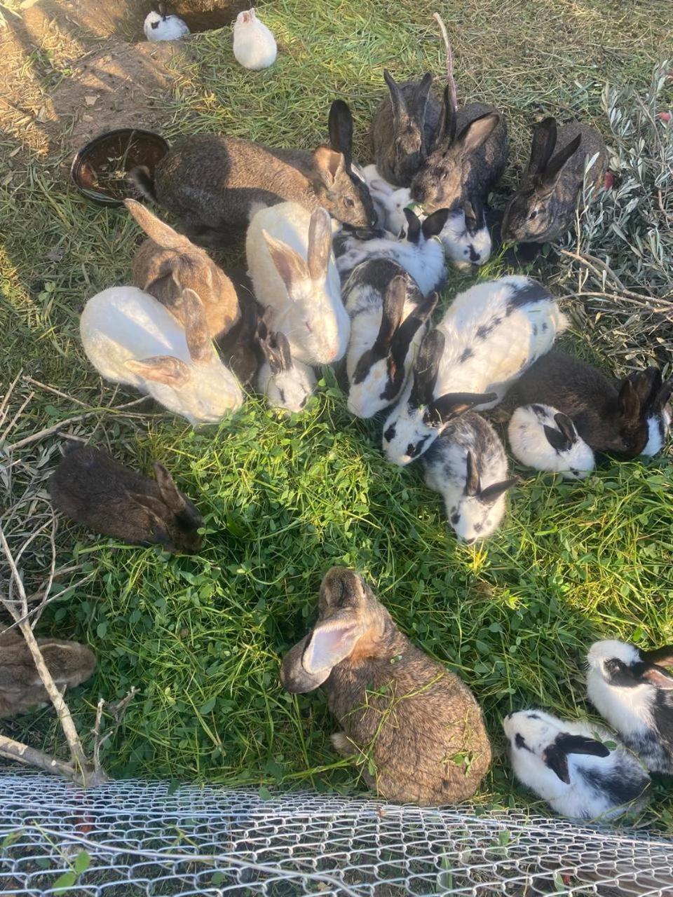 Villa Shpiragu Village Experience بيرات المظهر الخارجي الصورة